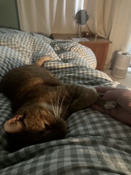 Is there anything cuter than man a cat who wants you to hold their paw.