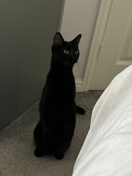 Cats with thumbs!