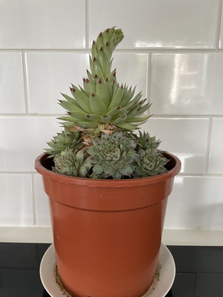 What is my cactus doing!