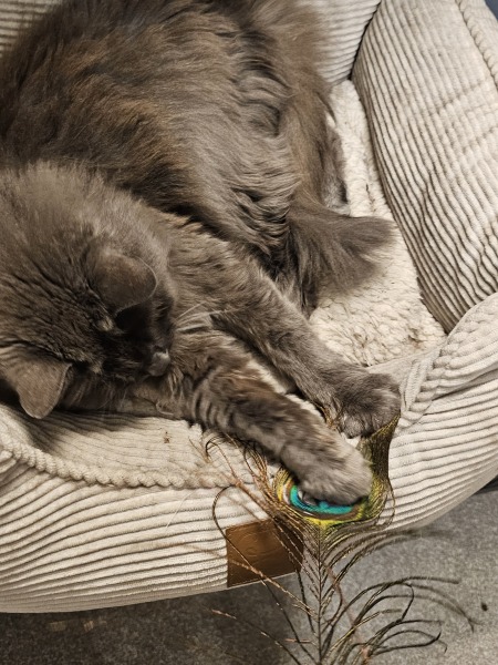 Chicken, Dreamies and Lickelix - the Excellent Cats form a disorderly queue