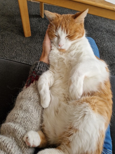 Chicken, Dreamies and Lickelix - the Excellent Cats form a disorderly queue