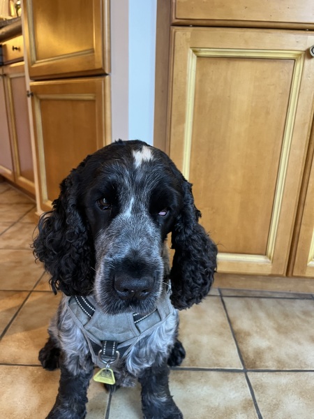 Cocker or Golden Retriever?