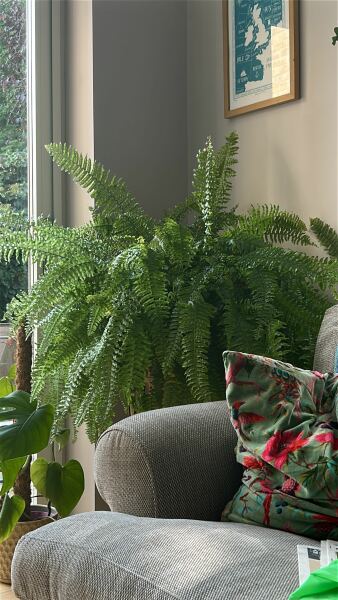 To want a houseplants that just bloody lives