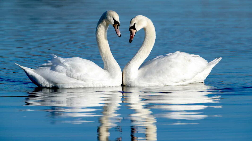 Thread 34 Starmer - Conference Swanwiches and a Deputy Leader contest