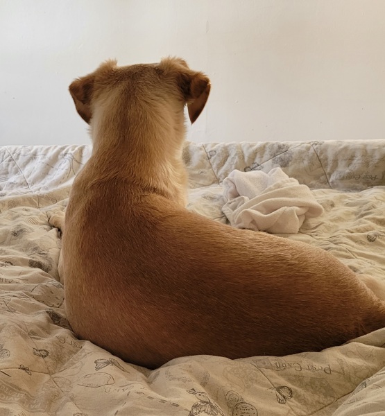 Dogs don’t need