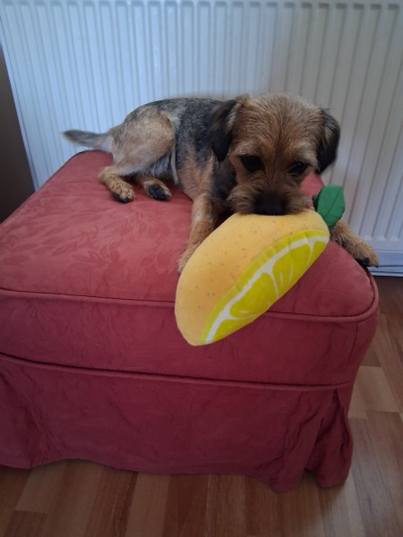 One year old still biting