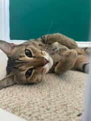 Introducing Marvin the Mau