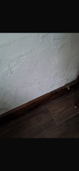 Serious Mould problem - advice needed
