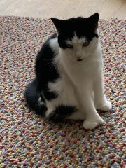 Cats with thumbs!