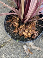 Can anyone identify this fungus?