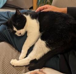 Advice on settling new cat