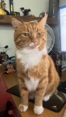 Post your supermodel cats