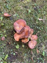 Mushrooms?!