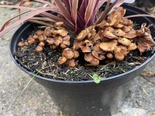 Can anyone identify this fungus?