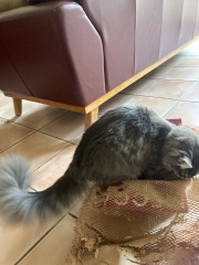 Chicken, Dreamies and Lickelix - the Excellent Cats form a disorderly queue