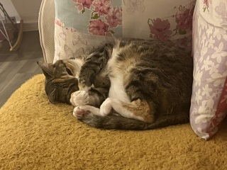 Scottish Tourism - the Excellent Cats debate Gizmo's suitability as a top influencer
