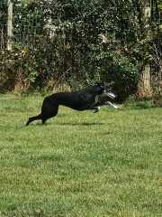 Borzoi