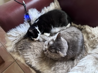 Chicken, Dreamies and Lickelix - the Excellent Cats form a disorderly queue