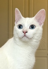 Post your supermodel cats