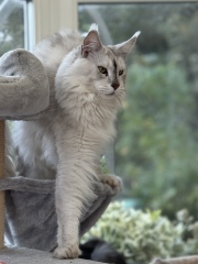 Post your supermodel cats
