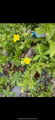 My anemone