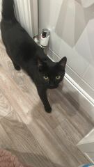 Young cat partial to a box pee