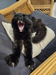 Chicken, Dreamies and Lickelix - the Excellent Cats form a disorderly queue