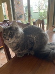 Post your supermodel cats