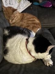 Chicken, Dreamies and Lickelix - the Excellent Cats form a disorderly queue