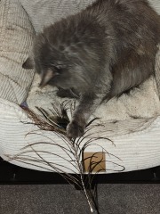 Chicken, Dreamies and Lickelix - the Excellent Cats form a disorderly queue