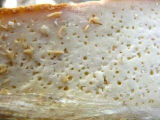 Cheeses of the world