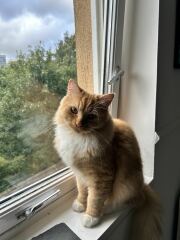 Post your supermodel cats