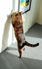 Chicken, Dreamies and Lickelix - the Excellent Cats form a disorderly queue