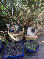 Chicken, Dreamies and Lickelix - the Excellent Cats form a disorderly queue