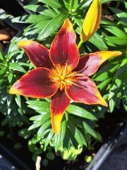 What have been your stand out favourite plants in your garden this year?