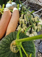 The Vegetable Patch 2024/2025