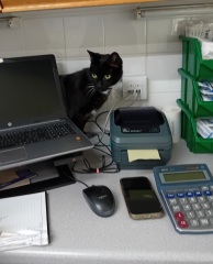 Chicken, Dreamies and Lickelix - the Excellent Cats form a disorderly queue