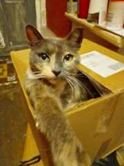 Chicken, Dreamies and Lickelix - the Excellent Cats form a disorderly queue