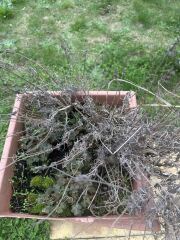 Rescuing lavender plants