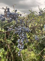 Sloes? What to with these?