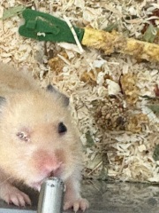 Help with my old hamster, sore eye