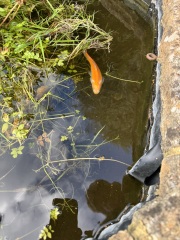 Inherited a large goldfish. Please tell me how to look after him