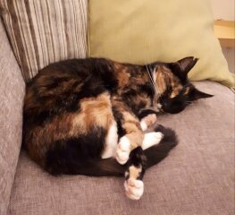 Post your supermodel cats