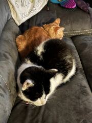 Chicken, Dreamies and Lickelix - the Excellent Cats form a disorderly queue