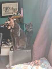 Chicken, Dreamies and Lickelix - the Excellent Cats form a disorderly queue