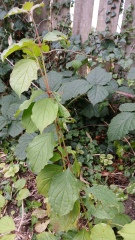 Help needed - is this plant harmful?