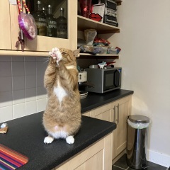 Post your supermodel cats