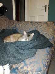 Chicken, Dreamies and Lickelix - the Excellent Cats form a disorderly queue