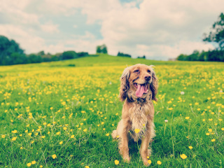 Cocker or Golden Retriever?