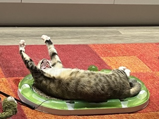 Chicken, Dreamies and Lickelix - the Excellent Cats form a disorderly queue